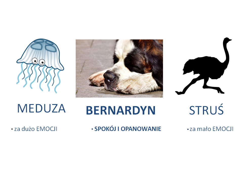 meduza-bernardyn-strus-model-maudsley